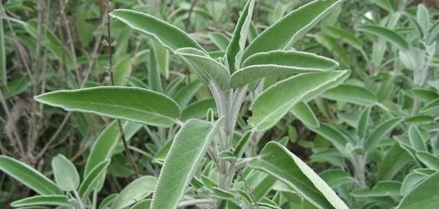 Holy Land Sage | Natural Dried Palestinian Maramia